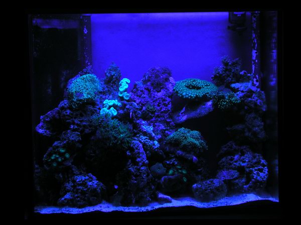Akvariet-nat.JPG
