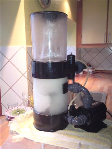 skummer (Small).JPG