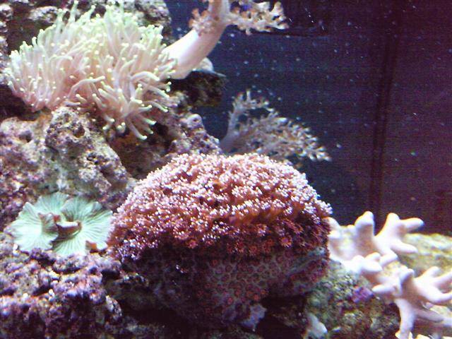 Billede0060 (Small).jpg