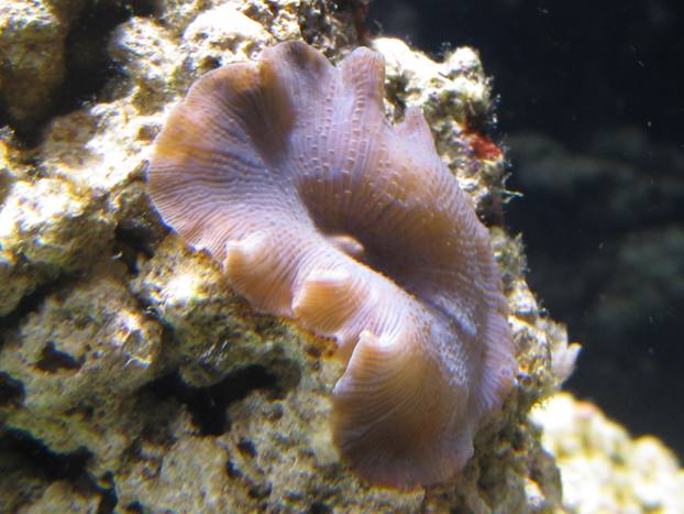 Discosoma