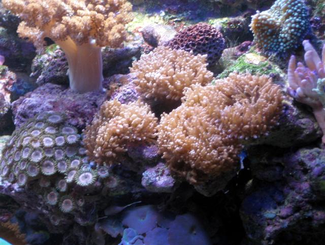 Rhodactis anemoner