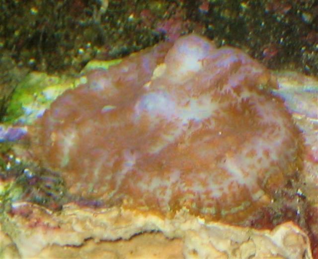 Rodacthis anemone skive
