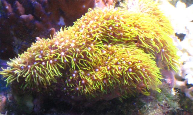 Billede 188_1 (Small).JPG