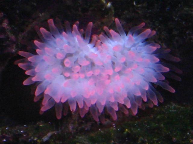 Min store stolthed  - Pink flouriserende anemone.