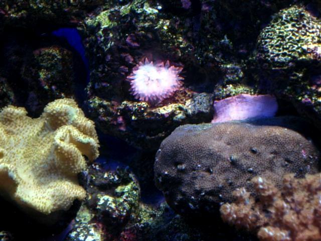 Min flouriserende pink anemone set på afstand.