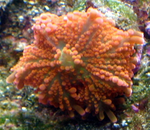 Mine eneste Yuma. Orange.