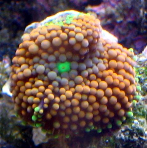 Orange Ricordea Florida