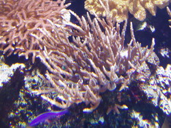 P1010008_resize.JPG