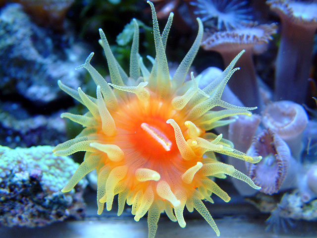 dendrophyllia.jpg