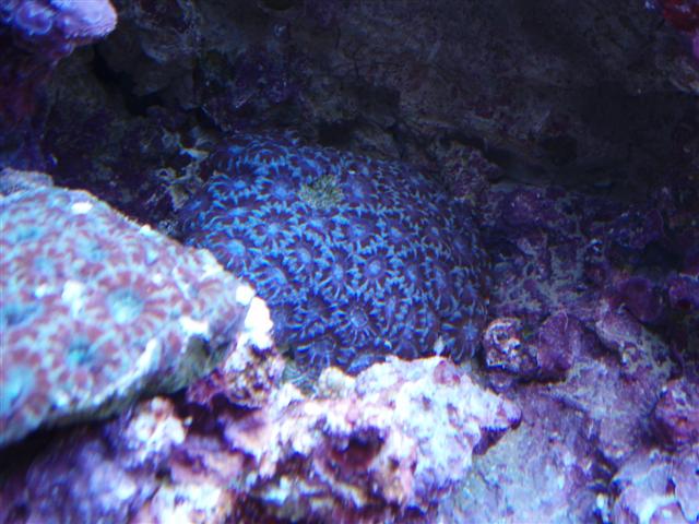 Acan lord.JPG