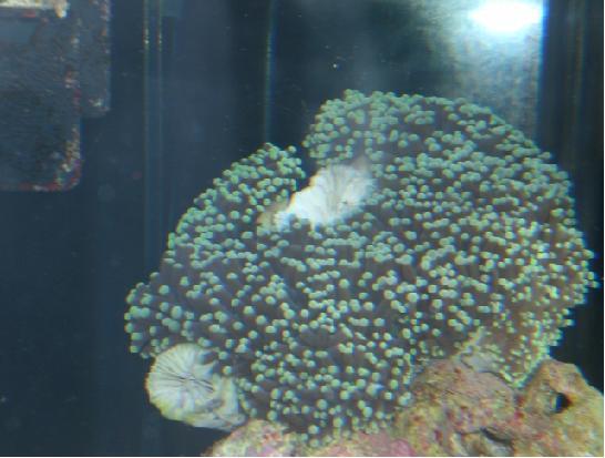 min euphylia