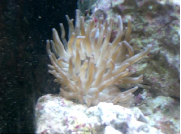 anemonen