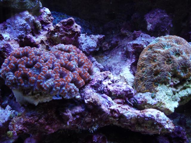 Acan Lords.JPG