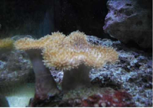Hvilken koral, synes jeg har hørt at det er en Sarcophyton?