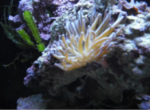anemone, men hvilken slags  ? :)