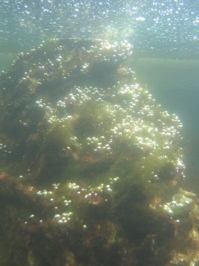 alger bobbel.JPG