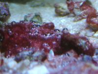cyano_tb.jpg