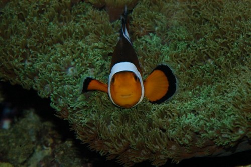 Klovnfisk_Closeup_Resize.jpg