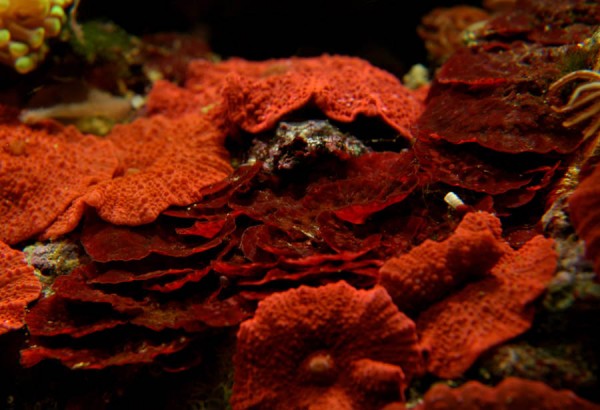 kalkalge-joekill.jpg (121.18 KiB) Vist 351 gange kalkalge fra min balje