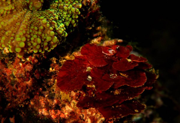 kalkalge1-joekill.jpg (130.08 KiB) Vist 351 gange kalkalge fra min balje