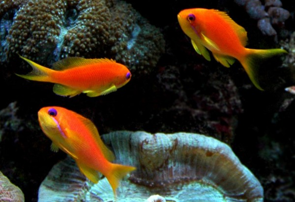 Egne Anthias