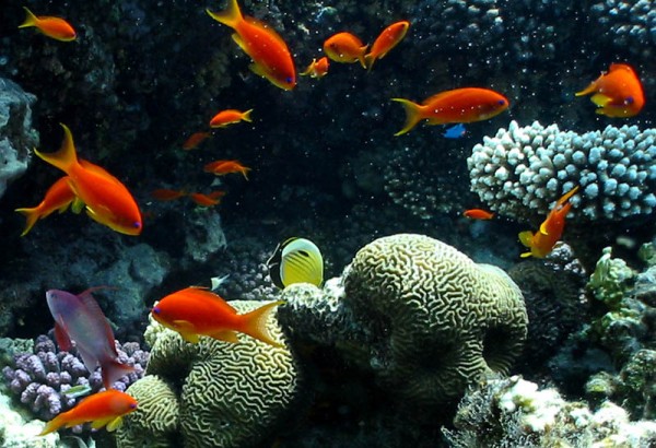 Anthias Harem, fra Rødehavet