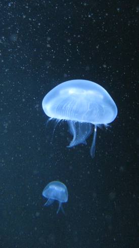 IMG_2495.JPG