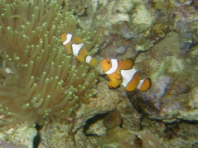 P1010011 (Small).JPG