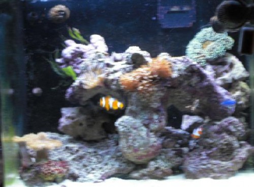 min gamle stenopsætning