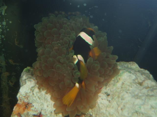 klovn i anemone