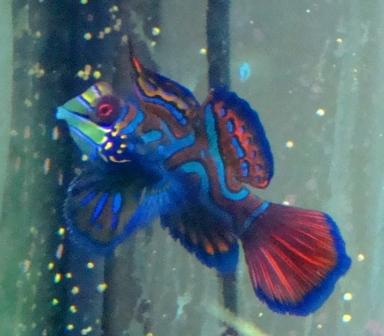 Min flotte mandarin