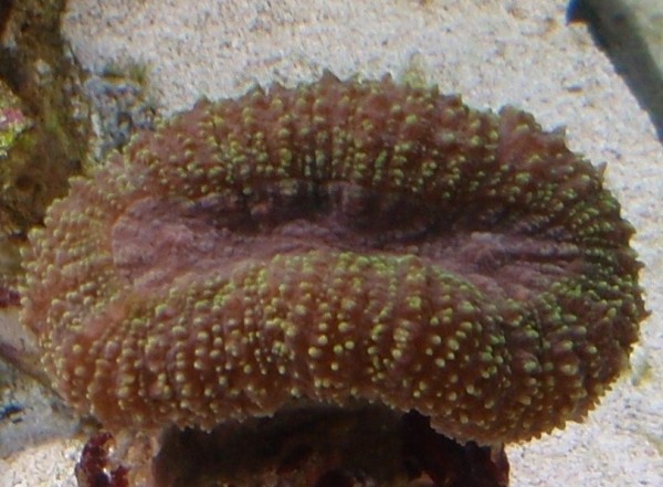 ID???