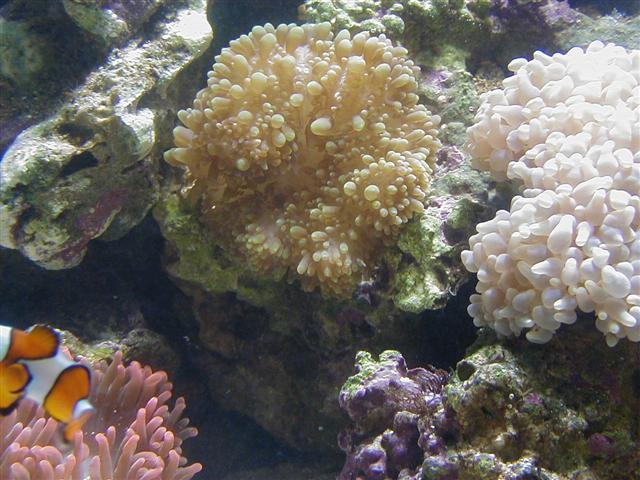 anemone 200 kr 9 feb (Small).JPG