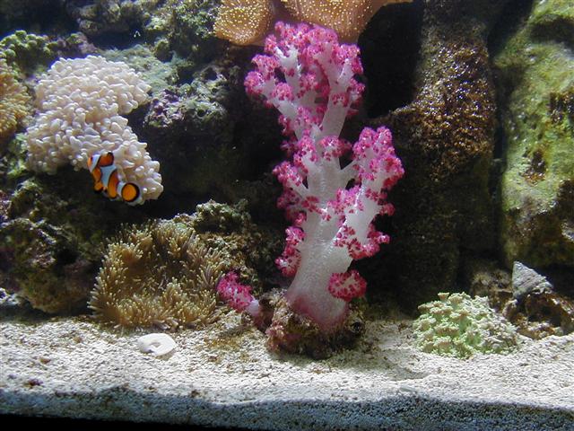 Dendronephtya.sp 450kr 9 feb (Small).JPG