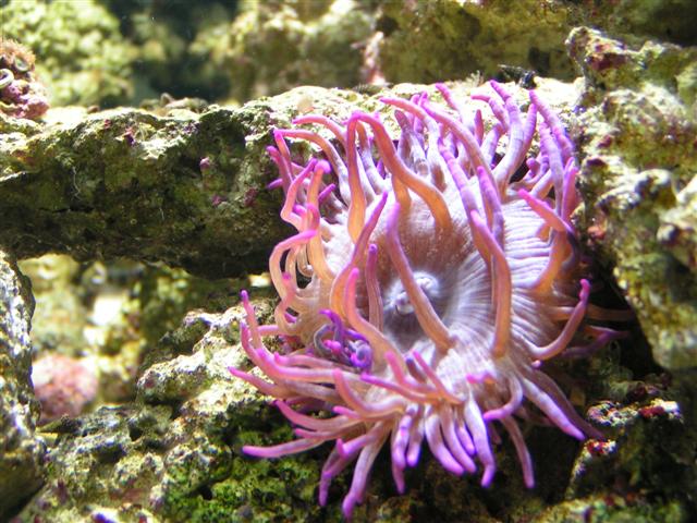heteractis magnifica