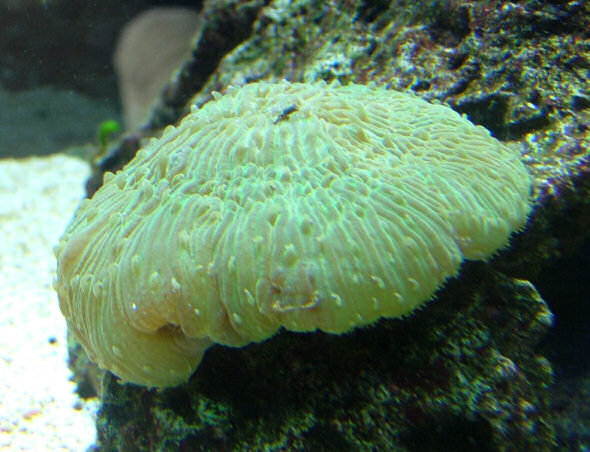 fungia3.jpg