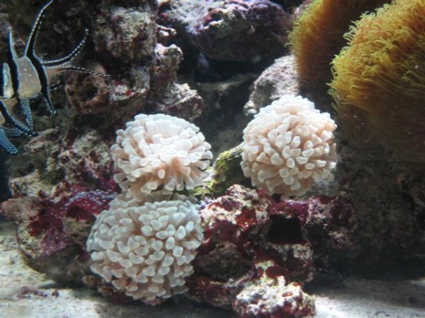 Hvid euphyllia