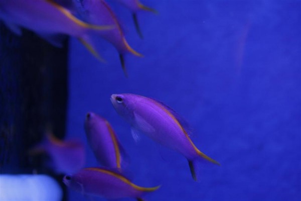 Anthias tuka (Medium).jpg