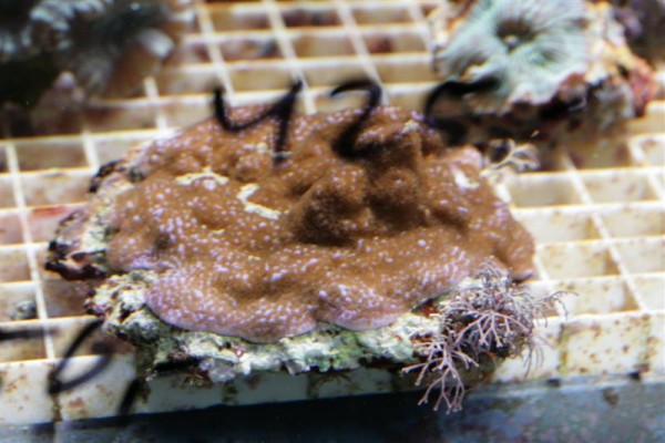 montipora1 (Medium).jpg