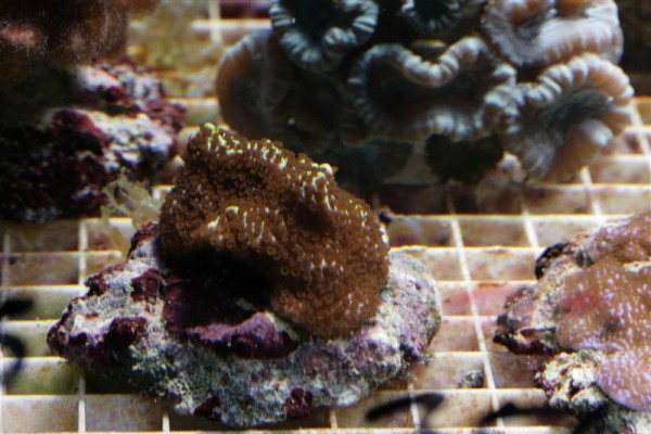 montipora (Medium).jpg