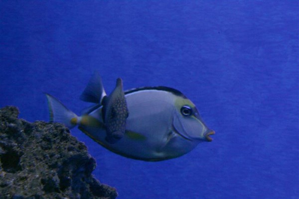 Naso (Medium).jpg
