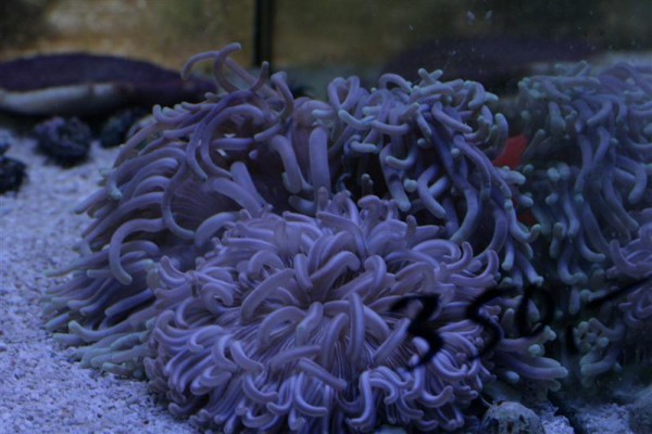 ormegård (Medium).jpg (69.09 KiB) Vist 357 gange Et par anemoner jeg aldrig har set før, lignede mest af alt nogle gummistropper, eller en ormegård