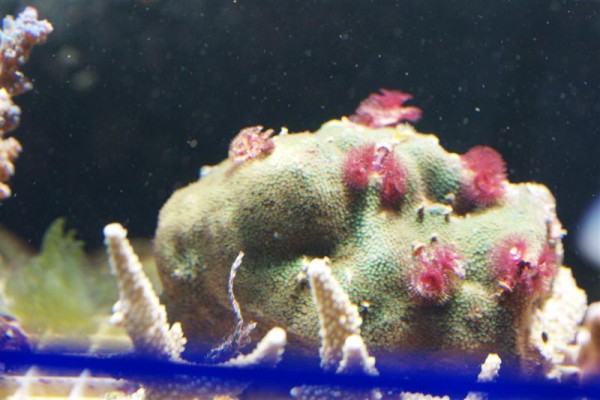 Porites (Medium).jpg