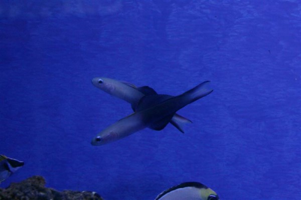 Torpedogobi (Medium).jpg
