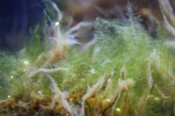 Bryopsis.JPG