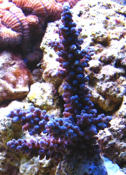 acro-003.jpg