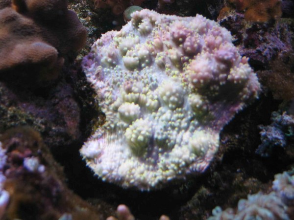 Billede 019.jpg