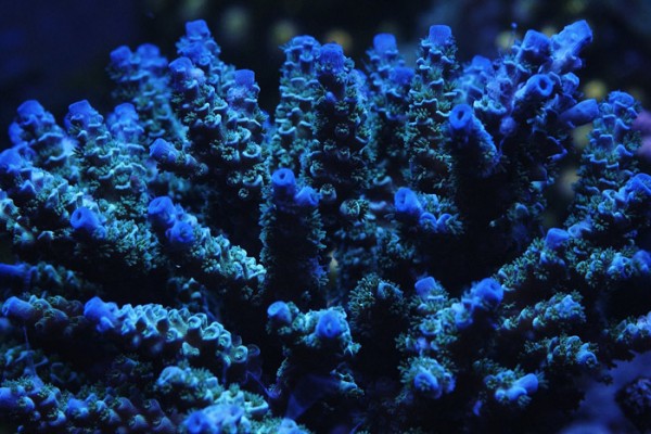 Ultrablue-255-700px.jpg
