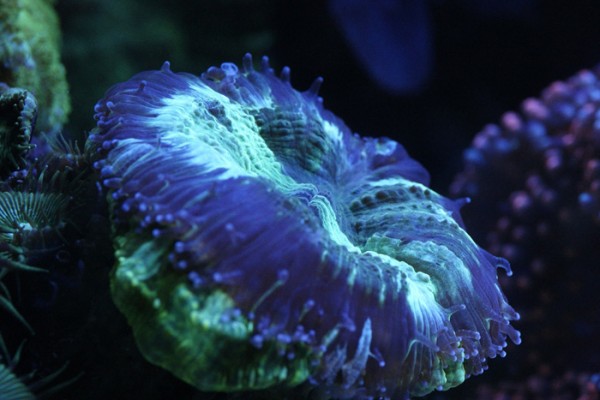 Ultrablue-252-700px.jpg