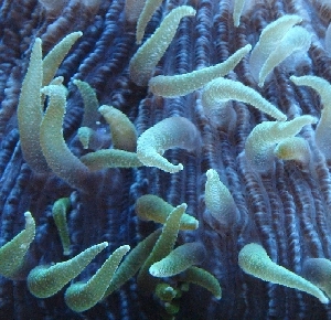 Fungia 3.jpg